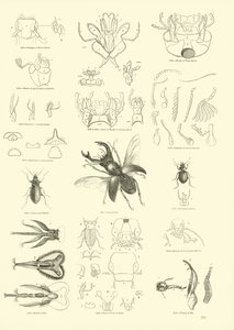 Sida från The Pictorial Museum of Animated Nature