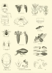 Sida från The Pictorial Museum of Animated Nature av English School