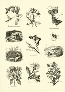 Sida från The Pictorial Museum of Animated Nature