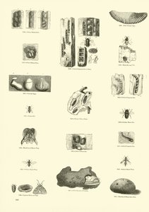 Sida från The Pictorial Museum of Animated Nature av English School