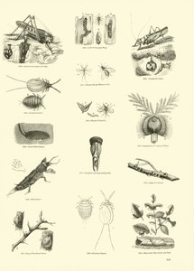 Sida från The Pictorial Museum of Animated Nature av English School