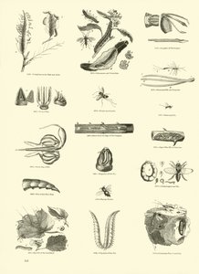 Sida från The Pictorial Museum of Animated Nature av English School