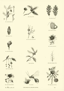 Sida från The Pictorial Museum of Animated Nature av English School