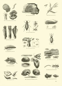 Sida från The Pictorial Museum of Animated Nature av English School