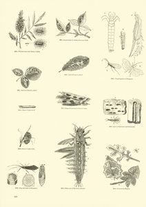 Sida från The Pictorial Museum of Animated Nature av English School