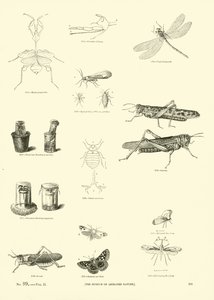 Sida från The Pictorial Museum of Animated Nature