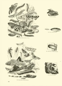 Sida från The Pictorial Museum of Animated Nature av English School