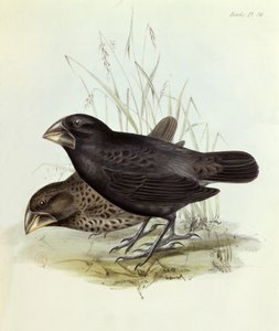 Par Geospiza Magnirostris, från The Zoology of the Voyage of H.M.S. Beagle 1832-36 av Charles Darwin (1809-92), 1840 London av English School