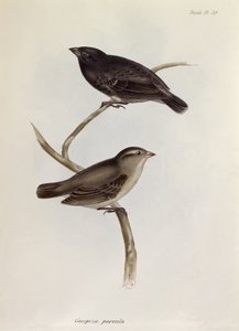 Par Geospiza Parvula, illustration från Zoology of the Voyage of H.M.S. Beagle, 1832-36, av Charles Darwin (1809-92), 1840 av English School