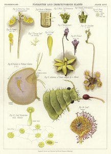 Parasiter och insektsätande växter