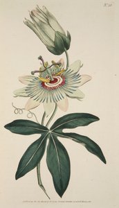 Passiflora Coerulea Common Passion Flower, pub. 1786 handfärgad gravyr. av English School