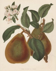 Pear Doyenne du Comice (färglitografi) av English School