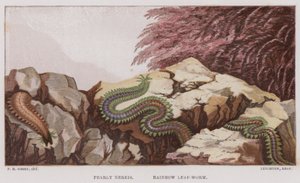 Pearly Nereis, Rainbow Leaf-Worm (färg litho) av English School