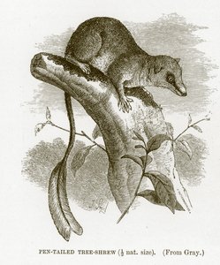 Pennstjärtsmössa, illustration från The Royal Natural History av English School