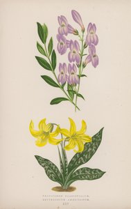 Pentstemon Crassifolium; Amerikansk erythronium (färg litho) av English School