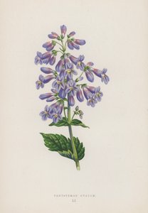Pentstemon Ovatum (färglitografi) av English School