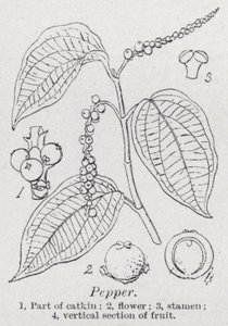 Peppar (litho) av English School