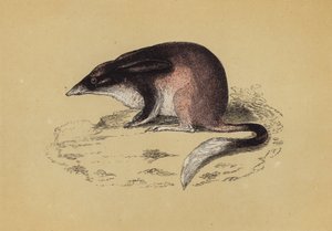 Perameller (färg litho) av English School