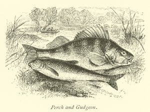 Abborre och Gudgeon av English School