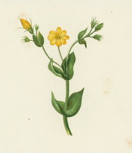 Perfoliate Yellow Wort, Chlora Perfoliata (färg litho) av English School