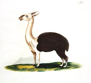 Peruansk guanaco, ca 1810 (akvarell på papper) av English School