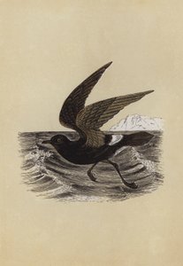 Petrel (färglitografi) av English School