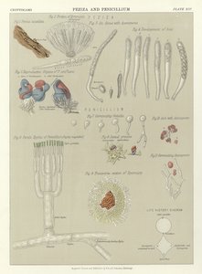 Peziza och Penicillium av English School