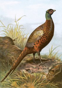 Pheasantswed av English School