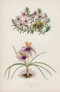 Phlox Subulata; Crocus sativus Greecus (färg litho) av English School