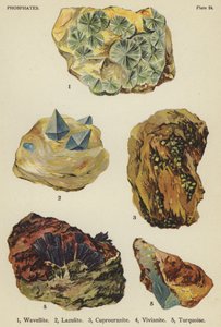 Fosfater, wavellit, lazulit, cuprouranite, vivianite, turkos (färg litho) av English School