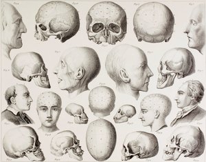 Frenologisk illustration som visar hjärnans psykologiska relationer, från ett 1800-talstryck av English School