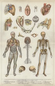 Fysiologi (färg litho) av English School