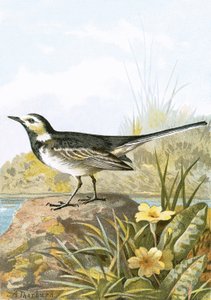 Pied Wagtails Upega Tafa