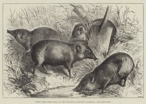 Pigmy Hogs från Indien vid Zoological Society