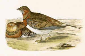 Pin Tailed Sand Grouse, illustration från "A History of the Birds of Europe Not Observed in the British Isles" av Charles Robert Bree (1811-86), publicerad 1867