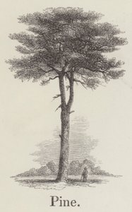 Tall (gravyr) av English School