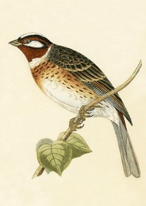Pine Bunting, illustration från "A History of the Birds of Europe Not Observed in the British Isles" av Charles Robert Bree (1811-86), publicerad 1867 av English School