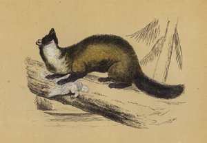 Pine Marten (färglitografi) av English School