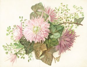 Rosa blommor (dahlia), kort av English School