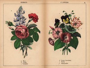 Rosa kålros, blå lupin, scharlakansröd nejlika, lila större convolvulus, lila och gul pensé och rosa och orange kaprifol.  , från "The Instructive Picturebook, or Lessons from the Vegetable World," [Charlotte Mary Yonge], Edinburgh av English School