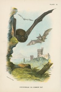 Pipistrelle eller vanlig fladdermus av English School