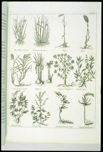 Plants from Culpepers English Physician and Complete Herbal, publicerad 1790 av English School