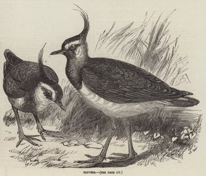 Plovers (gravyr) av English School