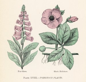 Giftiga växter (färg litho) av English School