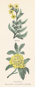 Giftiga växter (färg litho) av English School