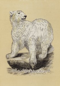 Isbjörn (färg litho) av English School