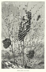 Polistes gallica och bon (gravyr) av English School