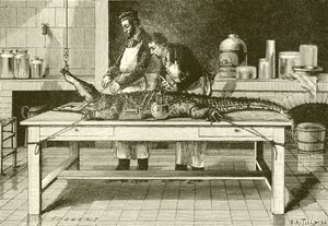 Kraften i en krokodil käkar av English School