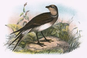 Pratincole av English School