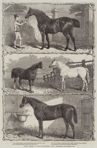 Prishästar i Agricultural Hall, Islington (gravyr) av English School